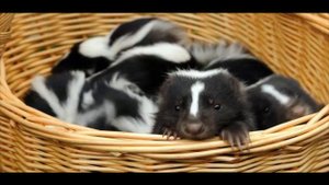 СКУНС часть  3