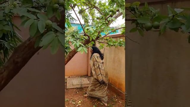 My Guava Trees | Guava Harvest in Garden| Amazing Guava Fruit Plucking | Gayatri Jayaraman Garden смотреть онлайн