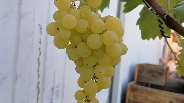 Кишмиш Афродита смотреть онлайн