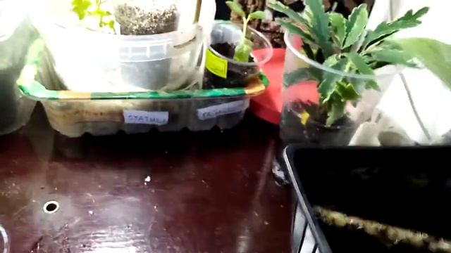 Зимнее черенкование смотреть онлайн