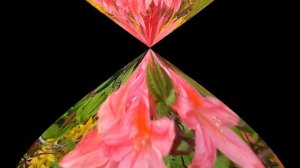 Рододендроны .Уход посадка