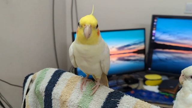 Pico tries to bite Alby, and then... - Java and Pico Vlog - Java, Pico, Angel, Cookie, Alby смотреть онлайн