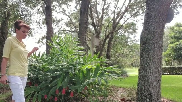 Имбирь и как он цветёт.