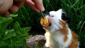 КАКОЙ ВЫБРАТЬ КОРМ ДЛЯ МОРСКИХ СВИНОК