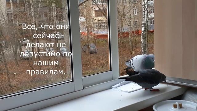 Очень настырные дикие голуби сизари Лионель и Пиратка. 11. 2021 г. смотреть онлайн