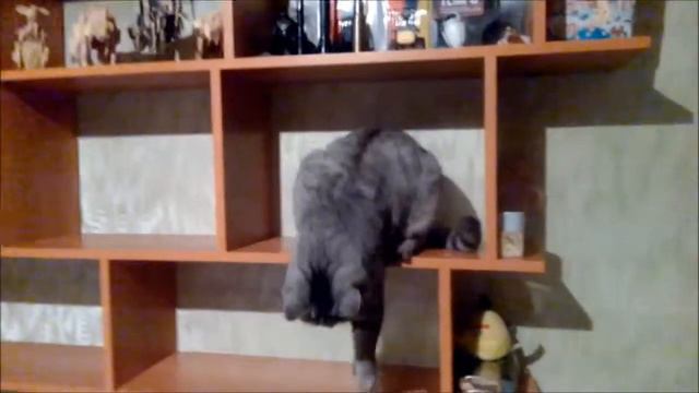 таинственное исчезновение кота#