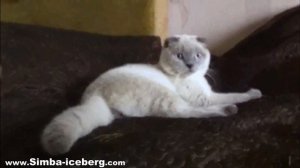 Скоттиш-фолд блю поинт кот Camelot of Simba Iceberg (SFS a 33)