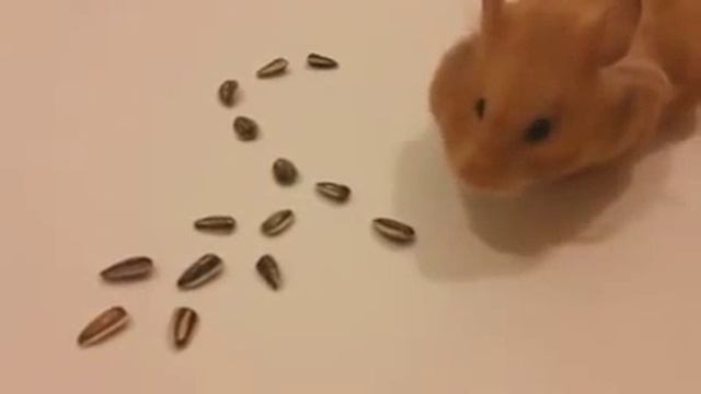 Милый хамяк рисует сердце так мило)))))) смотреть онлайн