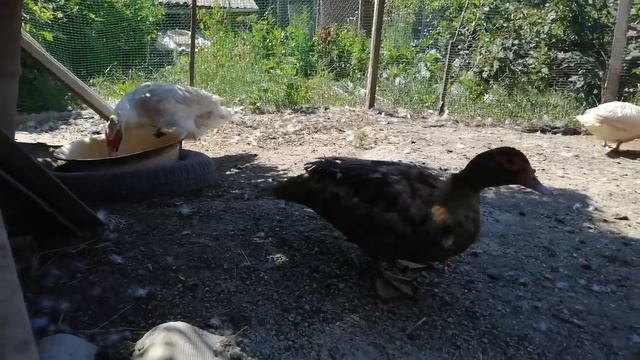 Мускусные утки - вывелись утята у плечистой утки//Вторая плечистая села смотреть онлайн