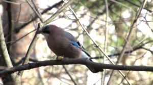 сойка и жёлудь