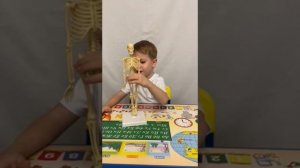 Скелет человека для детей