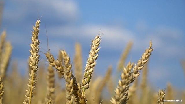 СТРЕКОЧУТ кузнечики. ПОЮТ птички в поле. смотреть онлайн