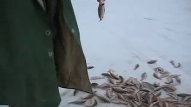 ловля окуня на озере Ильмень