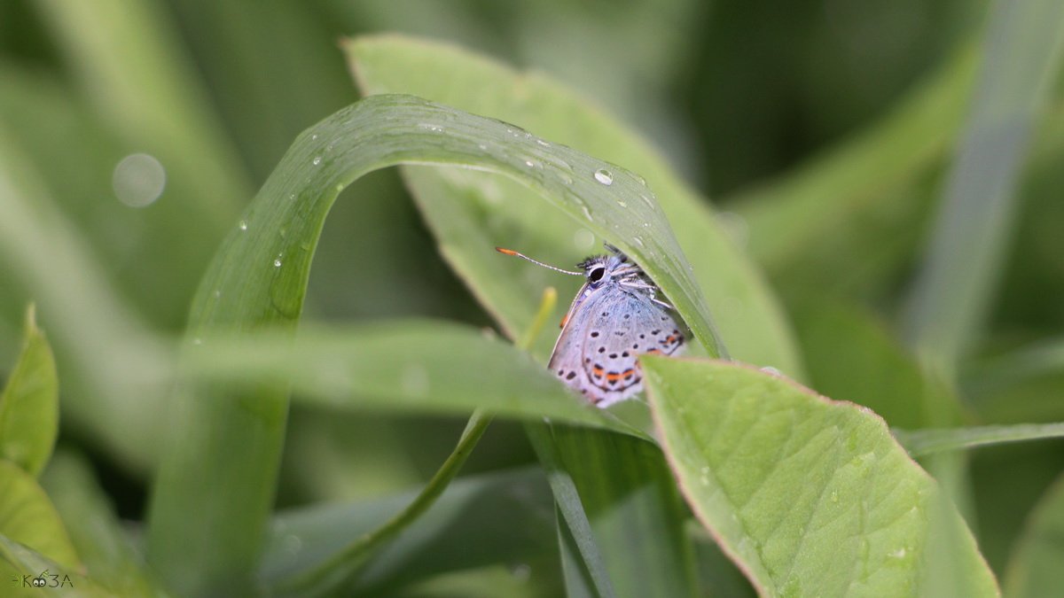 Бабочка голубянка залезает под травинку. Прячется от ливня