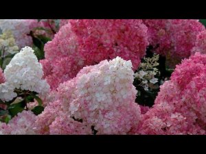 Весеннее черенкование метельчатой гортензии.