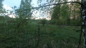 Открытие охоты на самца косули 2021. Охота с подхода.