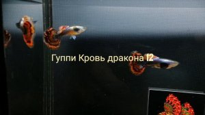 Магия Гуппи Кровь дракона f2