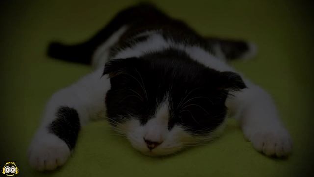 Как спят животные? - колыбельная (музыка для сна малышей) часть 1 смотреть онлайн