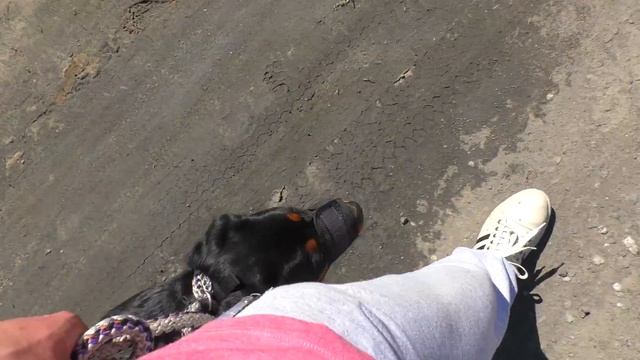 Приучаем к наморднику. Ротвейлер смотреть онлайн