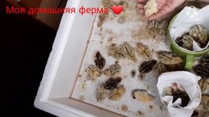 Секретик? Как убрать шпагат у перепелят❓