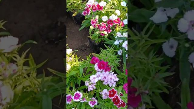 wow colours of dianthus #beauty #flowers #shortfeed #shortvideo