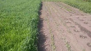 Картошка отошла от сильных заморозков 28.05.2017