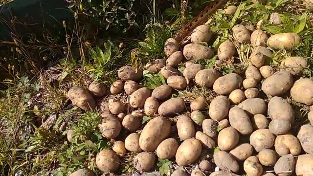 Картошка из очисток