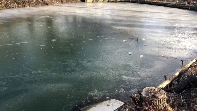 Как избежать замора рыбы. Как спасти рыбу в пруду на даче от замора. Пруд без пленки своими руками.