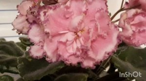 Фиалка АВ-Антидепрессант