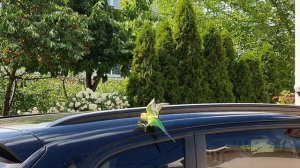 Улетел волнистый попугай. Потерялся волнистый попугайчик.