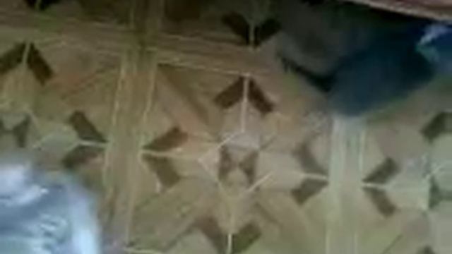 голубоглазый котенок