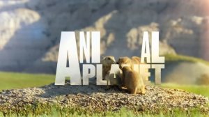 Animal Planet Rebrand