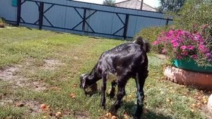 Новый производитель в козьем стаде! Камори-Нубиец!