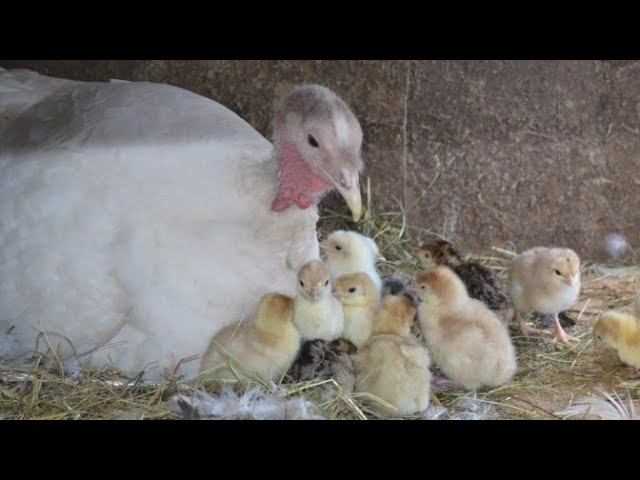 Какое количество яиц подложить под наседку//Когда начнут вылупляются цыплята, индюшата, утята.
