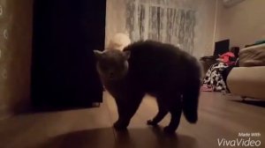 Кот без ушей )