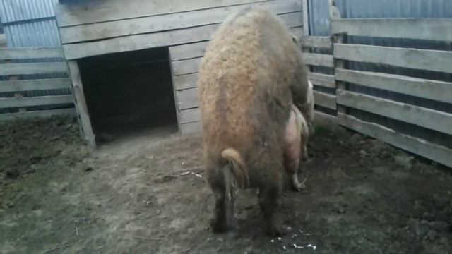 СВИНЬЯ В ОХОТЕ. / The pigs line.