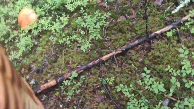 Открытие грибного сезона 2023 | Карелия смотреть онлайн