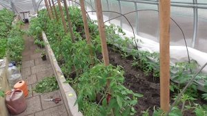 ТОМАТЫ ПОСЛЕ ПАСЫНКОВАНИЯ И ПОДВЯЗКИ. Ольга Чернова.