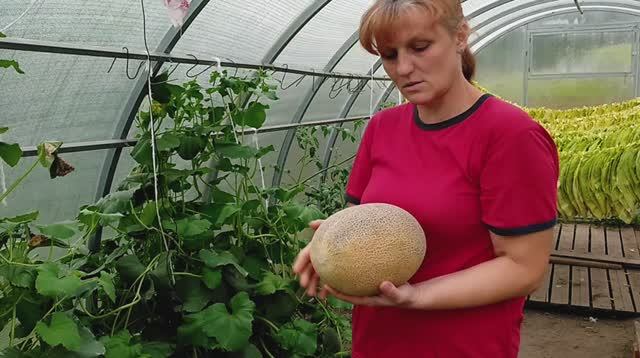 Табак со вкусом дыни. Мясо по-быстрому. Осенние хлопоты