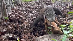 The Seconds The Speed Of The Komodo Dragon Attacks and Catches The Goat Alive