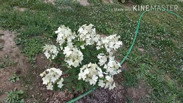 МОИ МЕТЕЛЬЧАТЫЕ ГОРТЕНЗИИ. ОБЗОР. 12 августа 22г смотреть онлайн