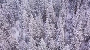 Beautiful Relaxing Music, Peaceful Soothing Instrumental Music, in 4k "Winter Wildlife" by Tim Jani
