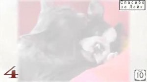 ТОП 10 СМЕШНЫЕ ЖИВОТНЫЕ ЦЕЛУЮТСЯ  Смешные КОШКИ  Смешные СОБАКИ