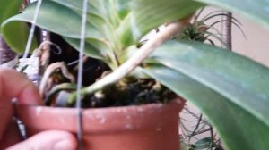 Ринхостилис после покупки.В чем растить?