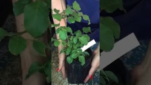 Как посадить розу с ЗКС