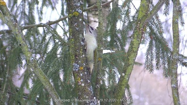 ЗЕЛЁНЫЙ ДЯТЕЛ из "Книги Красной" в доме моём | Green woodpecker (Picus viridis) смотреть онлайн