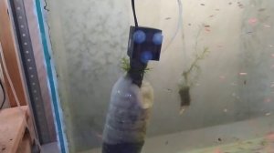 Как избавиться от мутной зеленой воды в аквариуме? Аквариумный фильтр своими руками.