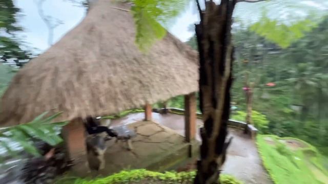 Что посмотреть на Бали? Рисовые террасы Теналаланг в Убуде | Путешествия | Экспаты смотреть онлайн