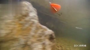 Вертушки с рыбкой