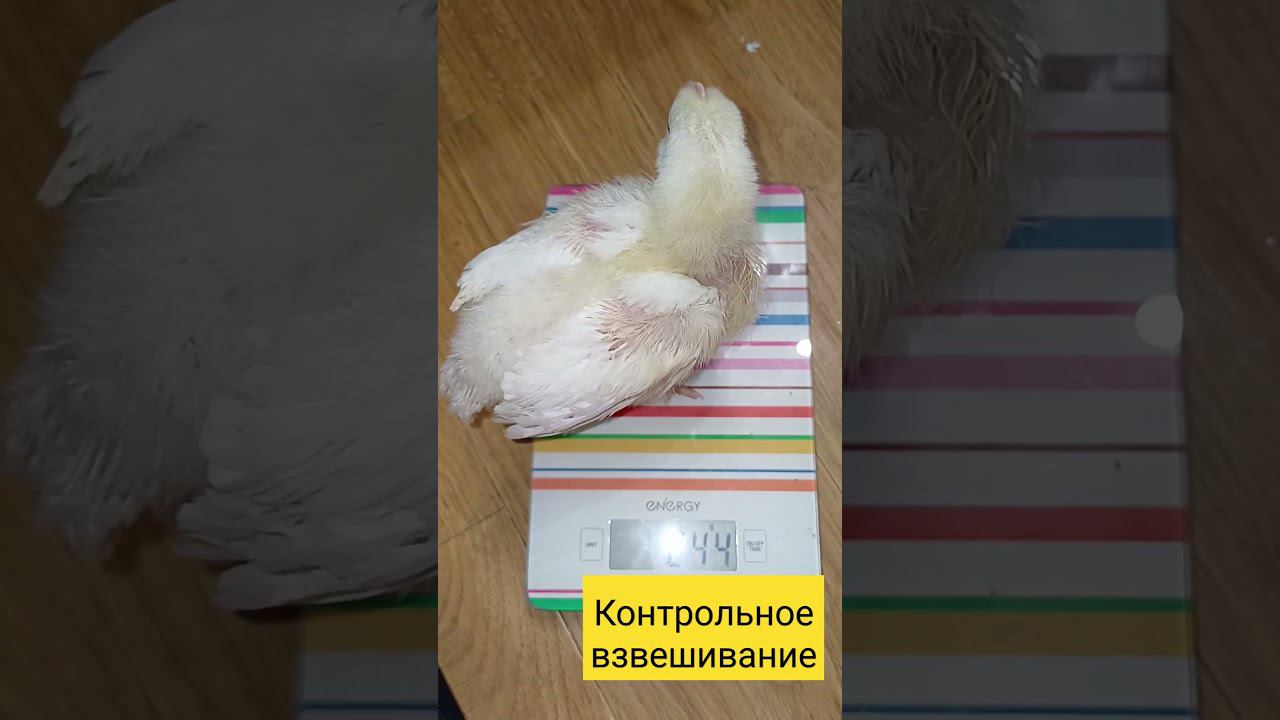 Сколько весит бройлер в 10 дней? #подворье #birds #бройлер #куры #цыплята